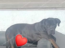 Rottweiler x pressa