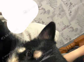 pomsky
