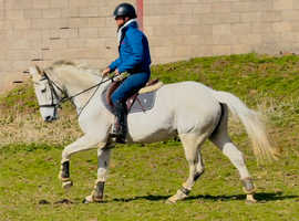 Straightforward, Experienced Allrounder