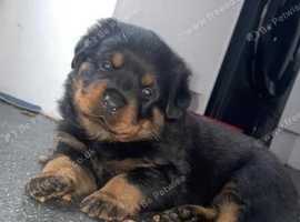 Registered rottweiler puppies for hot sale sale