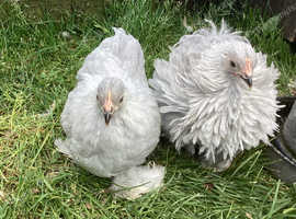 Lavender pekin girls
