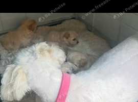 Maltipoo puppy's