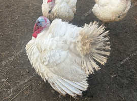 Male turkeys