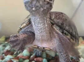 Need a home for two beautiful musk turtles