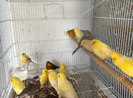 3pr Fife Canaries