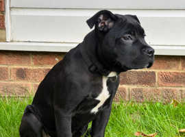 Cane corso cross staff puppy 6 months old female jabs up to date fleed and wormed
