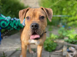 Cane Corso