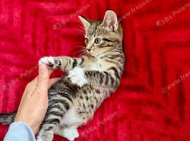 Kittens