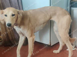 Saluki lurcher