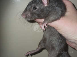 2 baby male rats ready now rex and smooth