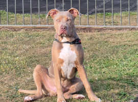 American bully x
