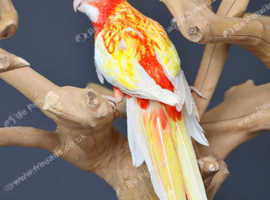 Rubino rosella is a gentle,6
