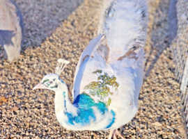 Looking for silver pied blue peahen under 1 year