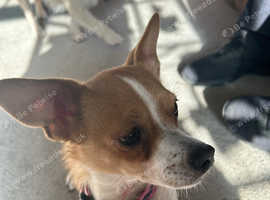 Jack Russell x chihuahua