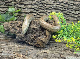 European Legless Lizard at Birmingham Reptiles (Sheltopusik)