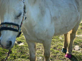 I have several ponies for loan or just riding