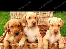 Hungarian Vizslas For Sale Rehome In Hampshire Find Dogs