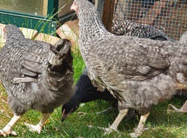 Speckled rock hens for sale