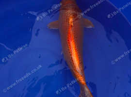 High quality Japanese koi