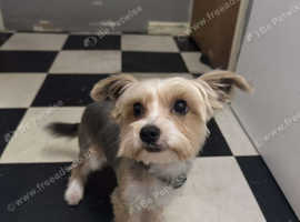 Denzle the Biewer Terrier