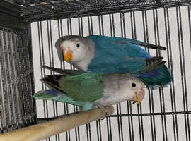 Lovebirds parrots babies