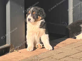 Microchipped and vaccinated collie pups. Ready for the new home