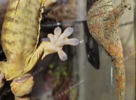 Pair of mossy geckos