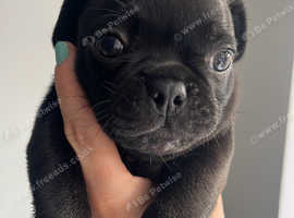 Frug puppies