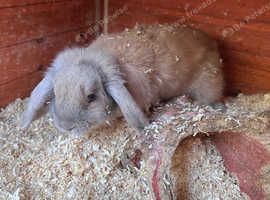 Rabbits