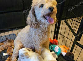 ADORABLE PUPPIES LOOKING FOR THEIR FOREVER HOMES