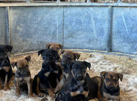 Beautiful Kelpie X Huntaway pups