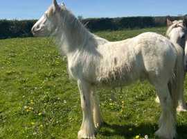 Gypsycob colt forsale