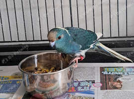 Kakariki hen needed