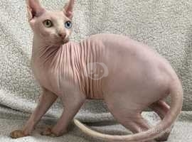 Odd eyed hot sale sphynx for sale