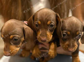 Miniature Dachshund/Girls