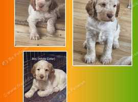 Cocker Spaniels