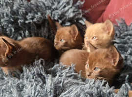 Six adorable pure pedigree Burmese ( Asian cousins)
