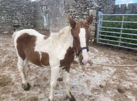 Maddie 20month old filly