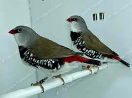 Pair of Diamond Firetail Finches For Sale
