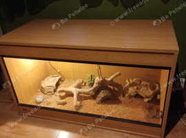 Reptile Vivarium + free male leopard gecko