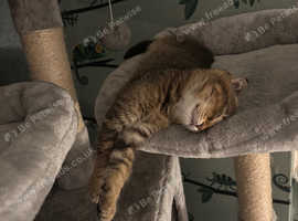 Scottish fold kitten
