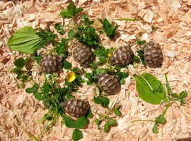 Baby Spur-thigh Tortoises for sale