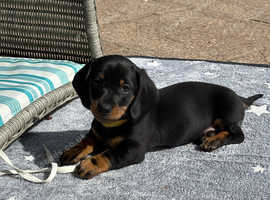Gorgeous Pedigree mini / midi Dachshunds - Lancashire - available from 29th April