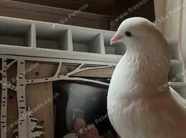 2 Male Indian Fan Tail Doves