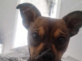 jackchi for sale 6 months old