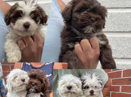 Shorkie puppies