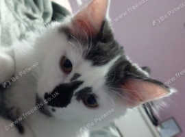 Missing white/black kitten
