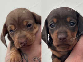 Last 2 Minature Dachshunds
