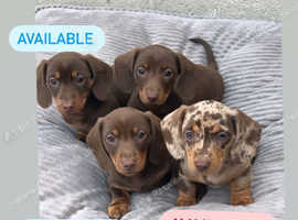 Kc reg pra clear pups