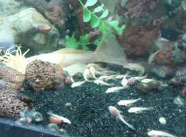 Baby bristlenose albino pleco in Norwich